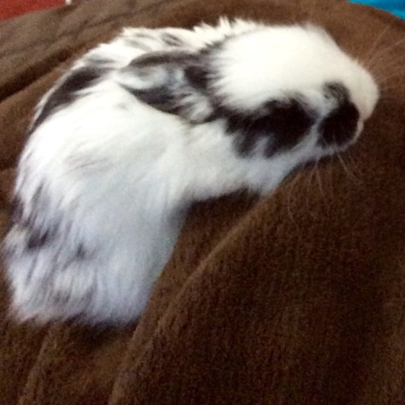 Meet your Posher, Giselle - Picture 3 of 5